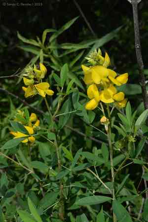 Shining rattlepod(Crotalaria micans)