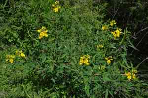 Shining rattlepod(Crotalaria micans)