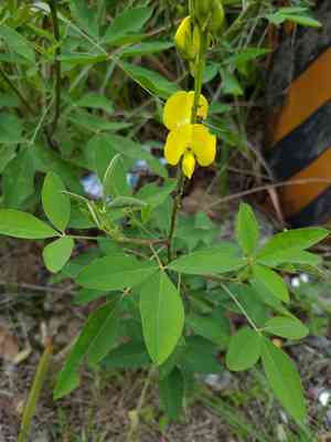 Shining rattlepod(Crotalaria micans)