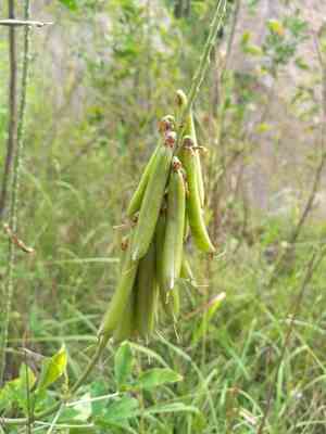 Smooth rattlebox(Crotalaria pallida)