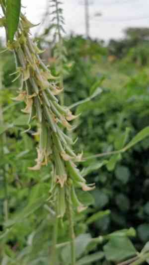 Smooth rattlebox(Crotalaria pallida)