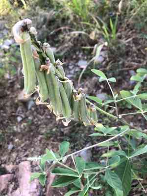 Smooth rattlebox(Crotalaria pallida)