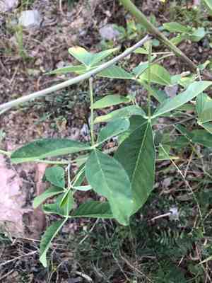 Smooth rattlebox(Crotalaria pallida)