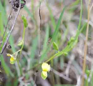 Pursh's rattlebox(Crotalaria purshii)