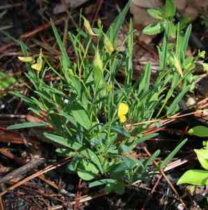 Pursh's rattlebox(Crotalaria purshii)