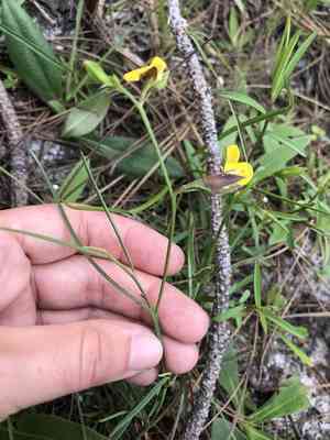 Pursh's rattlebox(Crotalaria purshii)