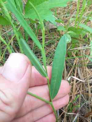 Pursh's rattlebox(Crotalaria purshii)