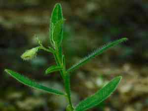 Arrowhead rattlebox(Crotalaria sagittalis)