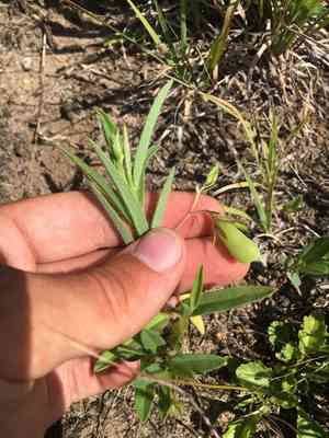 Arrowhead rattlebox(Crotalaria sagittalis)