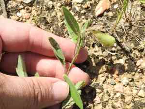 Arrowhead rattlebox(Crotalaria sagittalis)