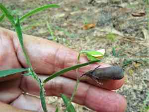 Arrowhead rattlebox(Crotalaria sagittalis)