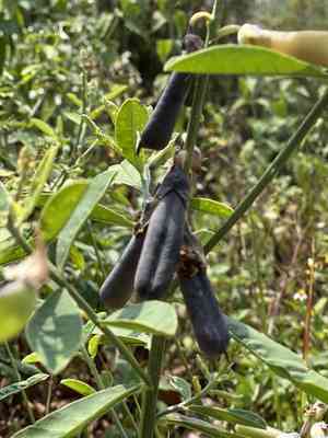 West indian rattlebox(Crotalaria trichotoma)