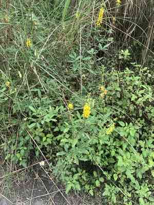 West indian rattlebox(Crotalaria trichotoma)
