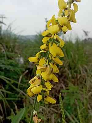 West indian rattlebox(Crotalaria trichotoma)