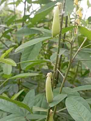 West indian rattlebox(Crotalaria trichotoma)