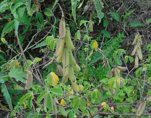 longbeak rattlebox (Crotalaria)(Crotalaria)