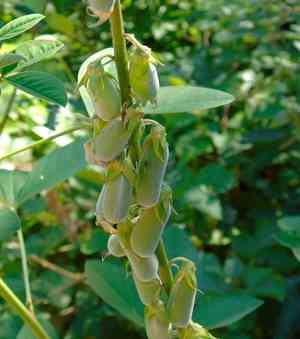 longbeak rattlebox (Crotalaria)(Crotalaria)