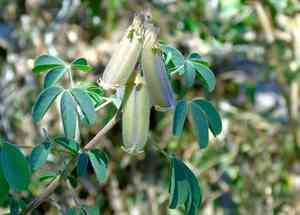 longbeak rattlebox (Crotalaria)(Crotalaria)