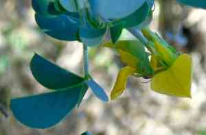 longbeak rattlebox (Crotalaria)(Crotalaria)