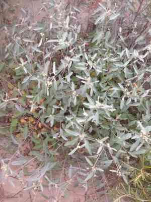 California croton(Croton californicus)