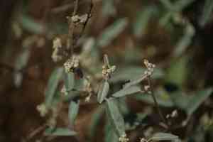 California croton(Croton californicus)