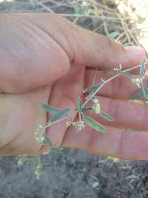 California croton(Croton californicus)