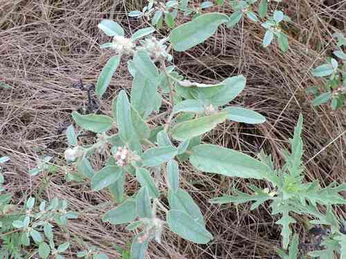 Hogwort(Croton capitatus)