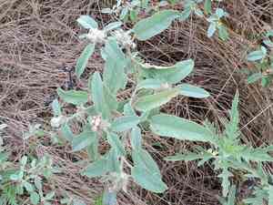 Hogwort(Croton capitatus)