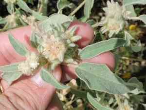 Hogwort(Croton capitatus)