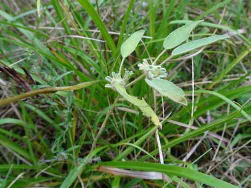 Hogwort(Croton capitatus)