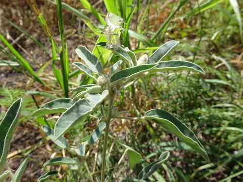 Hogwort(Croton capitatus)