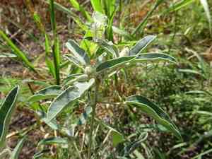 Hogwort(Croton capitatus)