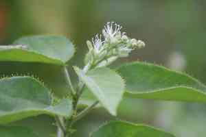 Mexican croton(Croton ciliatoglandulifer)