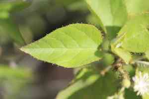 Mexican croton(Croton ciliatoglandulifer)