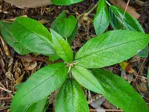 Cortez's croton(Croton cortesianus)
