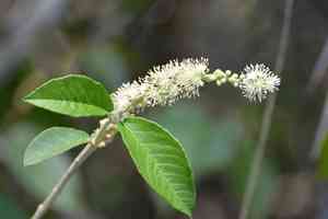 Cortez's croton(Croton cortesianus)