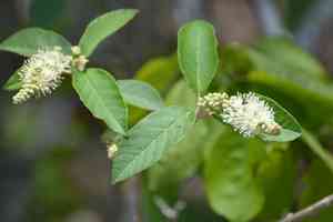 Cortez's croton(Croton cortesianus)