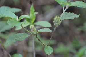 Cortez's croton(Croton cortesianus)
