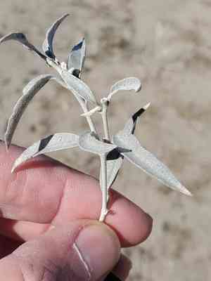 Grassland croton(Croton dioicus)