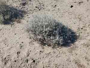 Grassland croton(Croton dioicus)