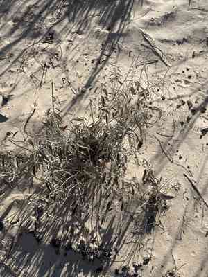 Grassland croton(Croton dioicus)
