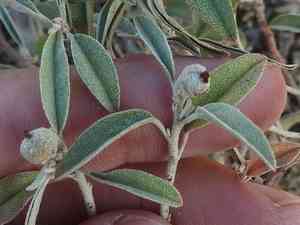 Grassland croton(Croton dioicus)