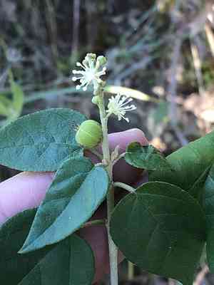 Bush croton(Croton fruticulosus)