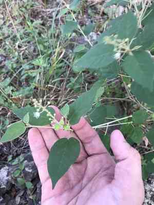 Bush croton(Croton fruticulosus)