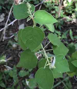 Bush croton(Croton fruticulosus)