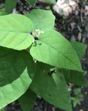 Bush croton(Croton fruticulosus)