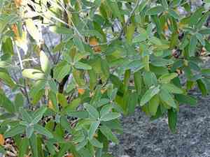 Torrey's croton(Croton incanus)
