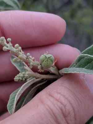 Torrey's croton(Croton incanus)
