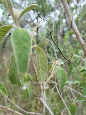 Torrey's croton(Croton incanus)