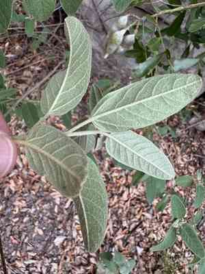 Torrey's croton(Croton incanus)